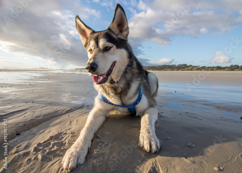 Husky having fun at the beach laying on the sand wide angle shot facing camera