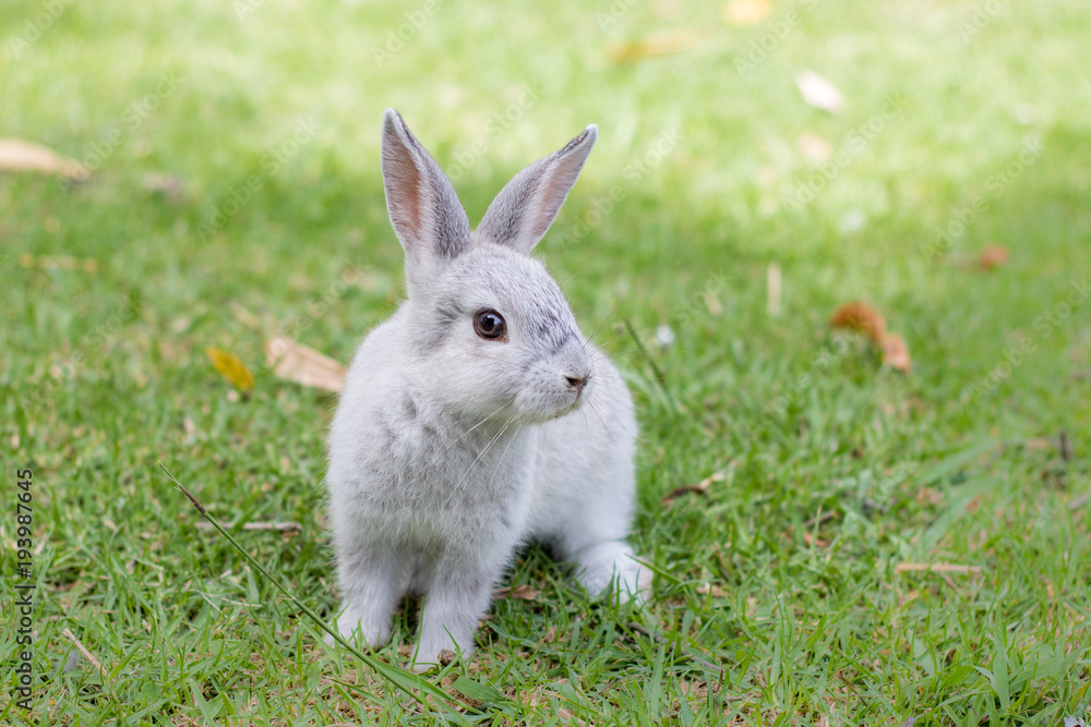 Fototapeta premium Little gray bunny rabbit sitting on green grass looking at the camera