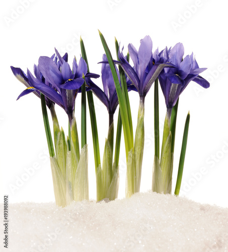 Fototapeta Naklejka Na Ścianę i Meble -  spring flowers