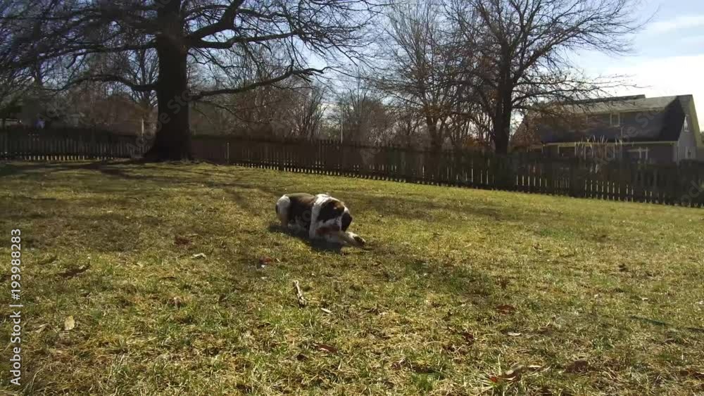 Brittany Spaniel Dog with Bone Brittany Spaniel Dog with Bone