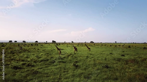 AERIAL: Giraffes in Tanzania safari Mikumi