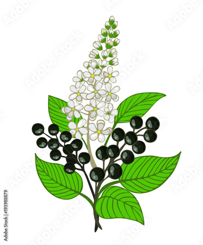 a bouquet of bird cherry branch with berries and inflorescence