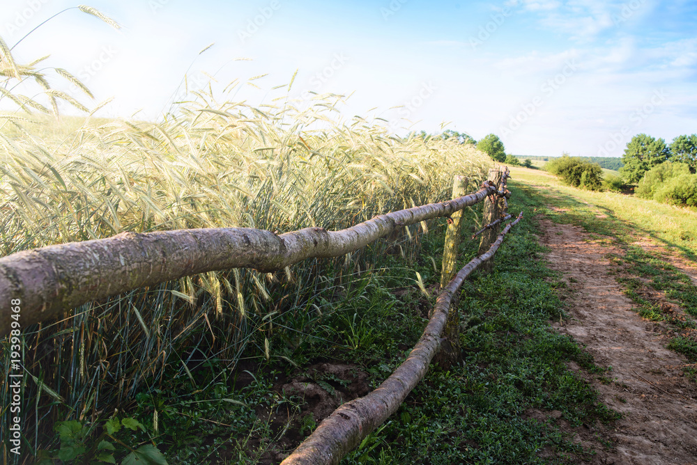 Fototapeta premium Photo nature. Landscape.