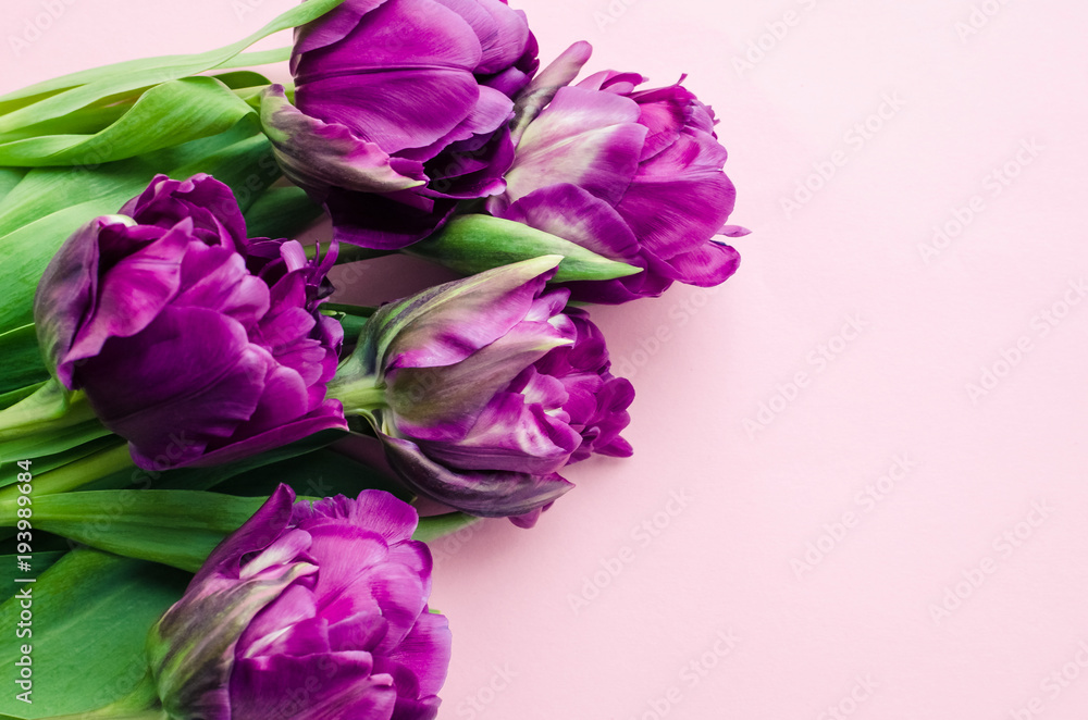 Purple tulips on pink background