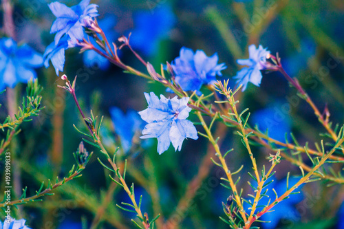 Lechenaultia plant with vivid blue flowers photo