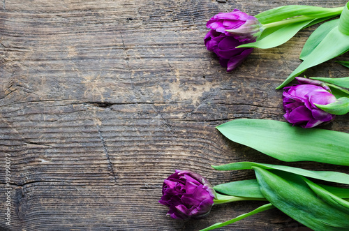 Purple tulips on wooden background