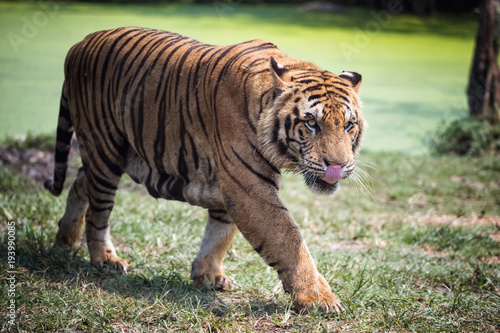 Fototapeta Naklejka Na Ścianę i Meble -  Dangerous hungry Royal bengal tiger