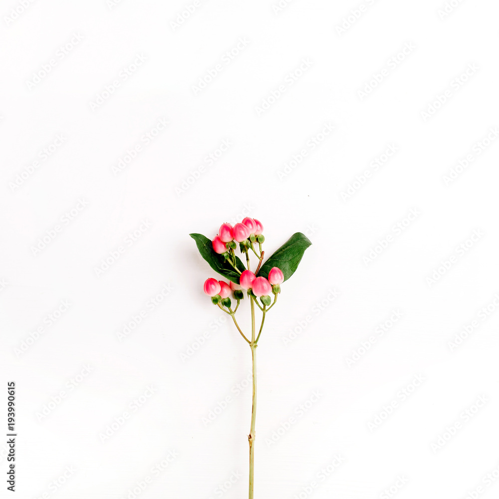 Hypericum flower branch on white background. Flat lay, top view minimal floral composition. Hypericum flower branch on white background. Flat lay, top view minimal floral composition.