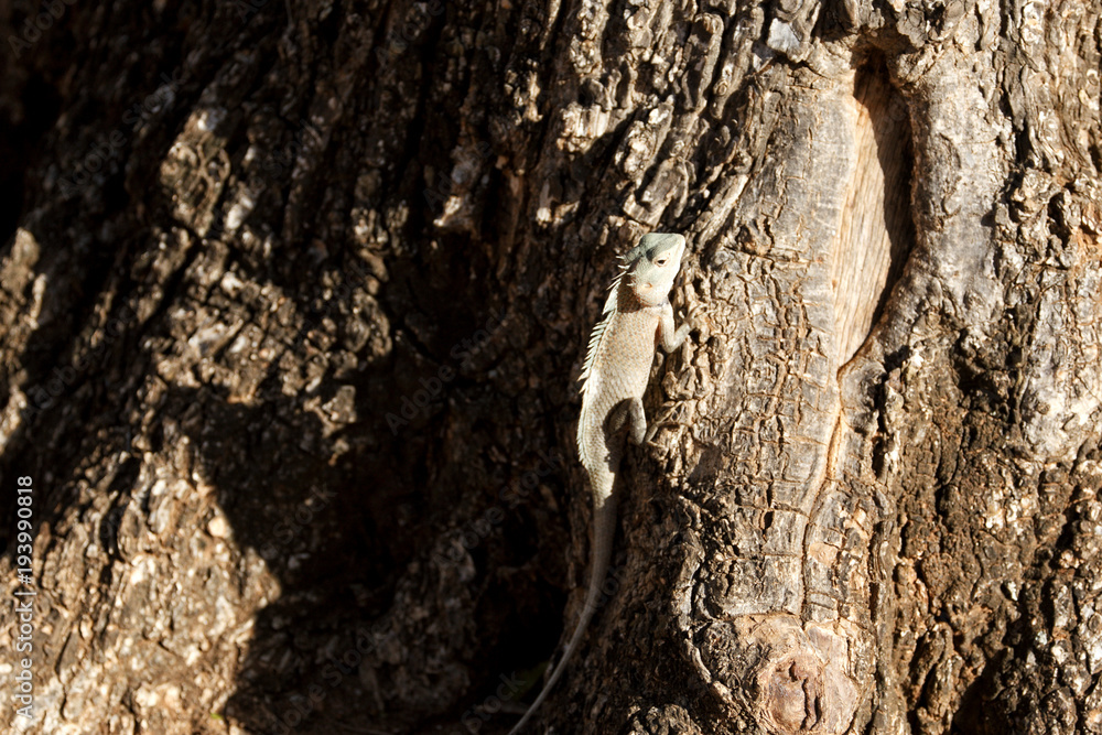 Iguana on a tree in Yala National Park, Sri Lanka Iguana on a tree in Yala National Park, Sri Lanka