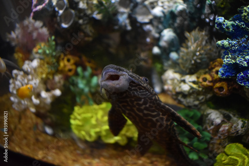Pleco in a Fish Tank
