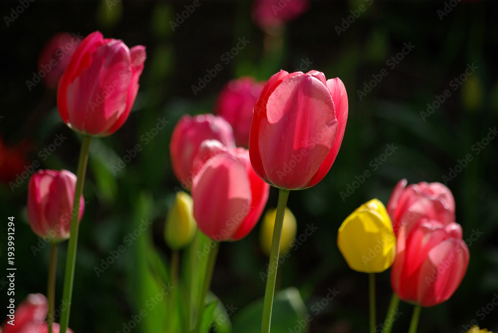 Fototapeta premium Tulipes roses et jaunes