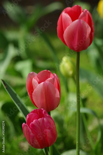 Tulipe rose