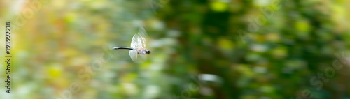 Gefleckte Smaragdlibelle (Somatochlora flavomaculata) im Flug, Achterwasser, Naturschutzgebiet Gnitz, Insel Usedom, Mecklenburg-Vorpommern, Deutschland, Europa  photo