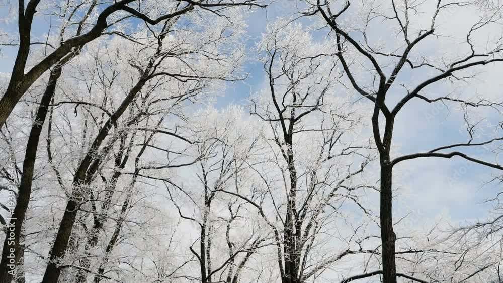 conifers in winter growing in the form of an alley with sky conifers in winter growing in the form of an alley with sky