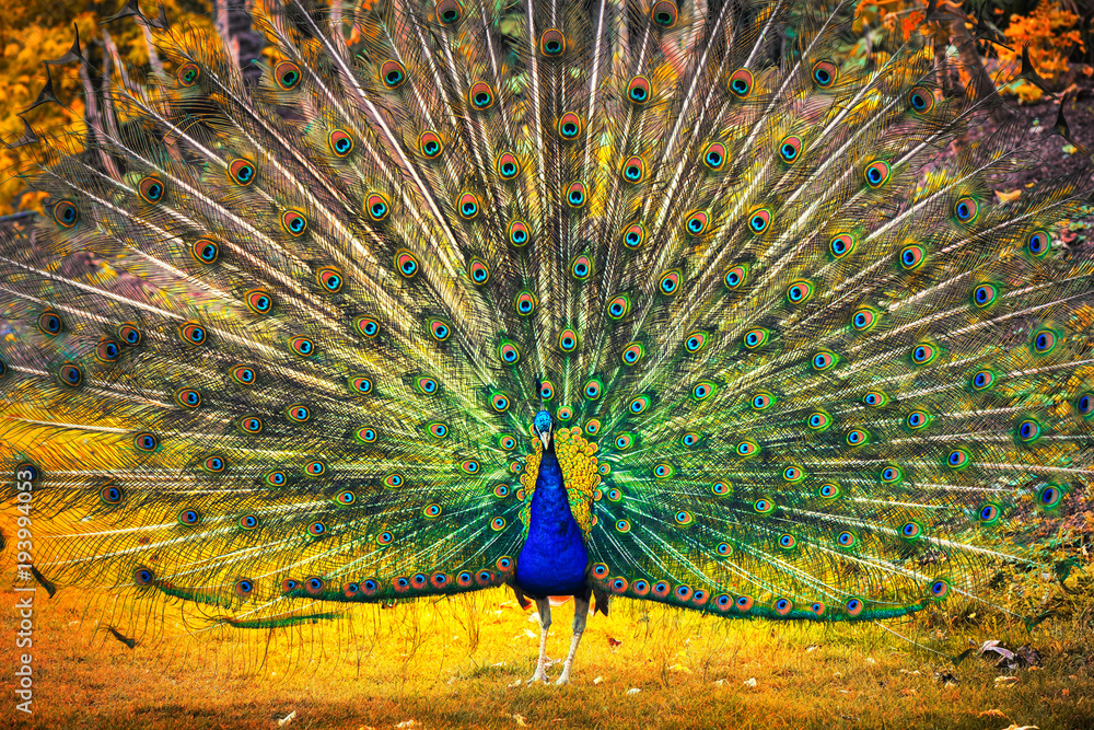 Fototapeta premium Peacock showing its feathers. Beautiful bird background