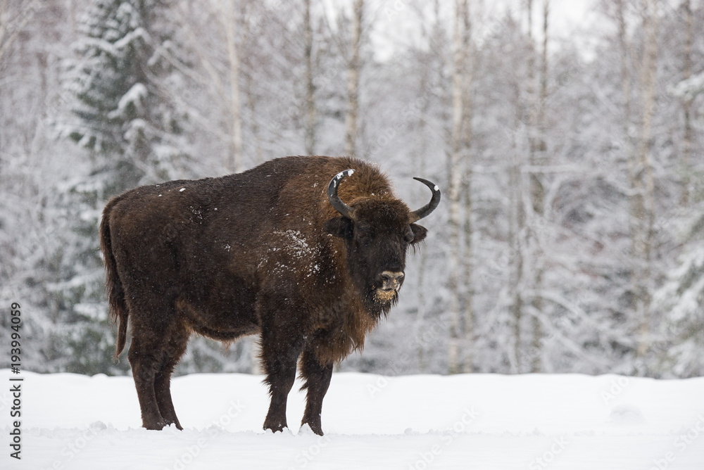 Bison On Field. Majestic Powerful Adult Aurochs ( Wisent ) In Winter Time, Belarus. Wild European Wood Bison,Bull (Male). Wildlife Scene From Nature With Brown Bison. Aurochs With Muzzle In The Snow.