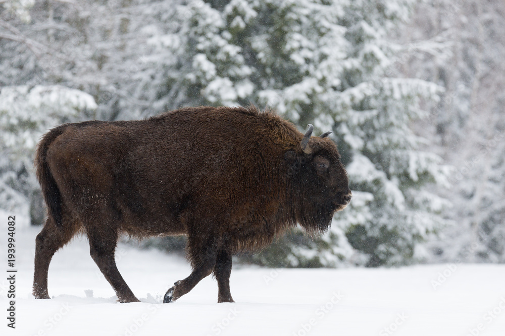 Motherly Brown Bison Close Up. Wild European Brown Bison ( Bison Bonasus ) In Winter Time. Adult Aurochs ( Wisent ), Symbol Of The Republic Of Belarus. Wild European Wood Bison,Bull (Male). Belarus