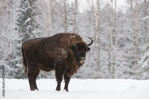 Obraz na płótnie Bison On Field. Majestic Powerful Adult Aurochs ( Wisent ) In Winter Time, Belarus. Wild European Wood Bison,Bull (Male). Wildlife Scene From Nature With Brown Bison. Aurochs With Muzzle In The Snow. w salonie