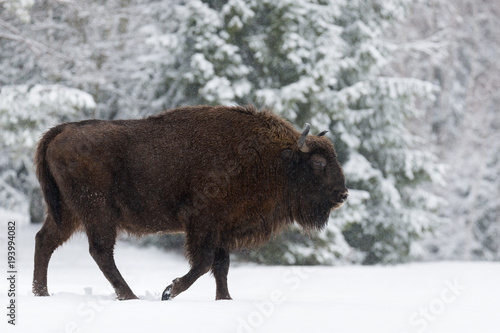 Obraz na płótnie Motherly Brown Bison Close Up. Wild European Brown Bison ( Bison Bonasus ) In Winter Time. Adult Aurochs ( Wisent ), Symbol Of The Republic Of Belarus. Wild European Wood Bison,Bull (Male). Belarus w salonie