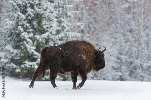 Obraz na płótnie Motherly Brown Bison Walking On Snow. Wild European Brown Bison ( Bison Bonasus ) In Winter Time. Adult Aurochs ( Wisent ),Symbol Of The Republic Of Belarus. Wild European Wood Bison In Winter Forest w salonie