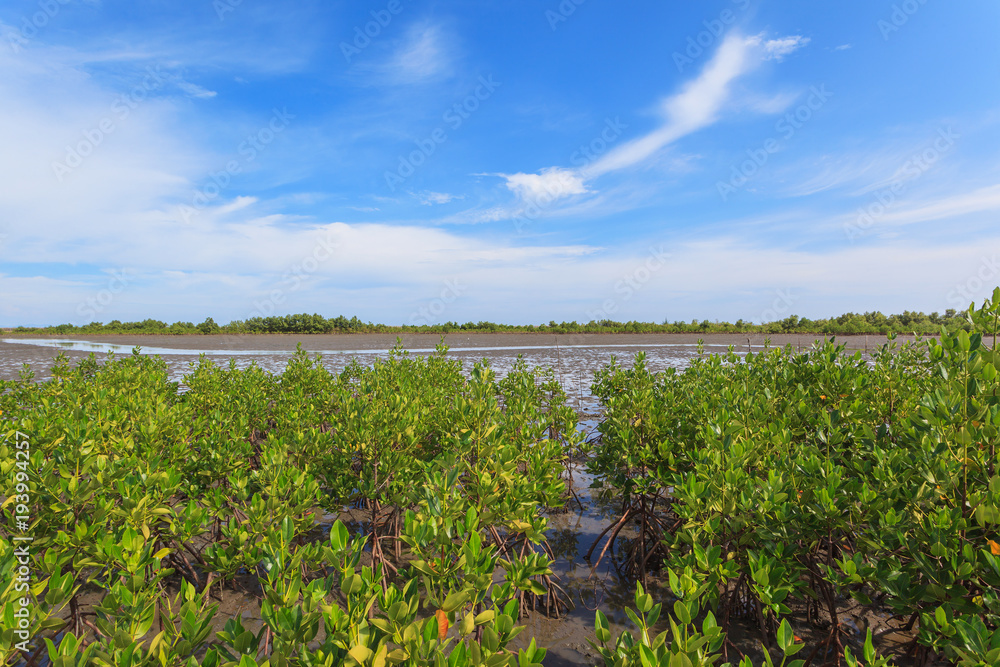 Beautiful green mangroves forest against blue sky background at Chantaburi province, Thailand