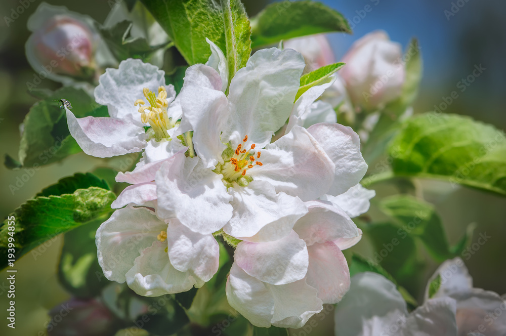 Close up of blooming apple tree. Macro photo with shallow depth of field. Close up of blooming apple tree. Macro photo with shallow depth of field.