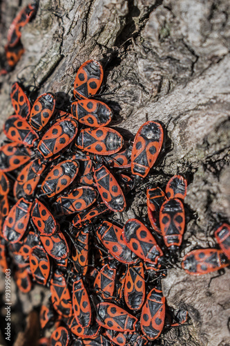 The firebug, Pyrrhocoris apterus, a common insect. Red bugs crowd on tree bark. Selected focus photo