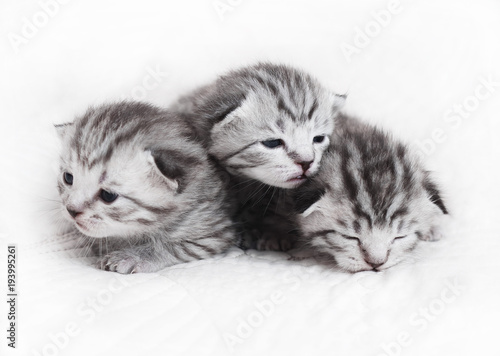 Cute kittens on a white background. Beautiful plush kittens babies