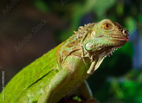 The iguana is in the terrarium. © Sergiy Gudak