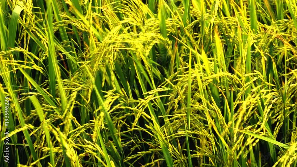 Landscape of rice farm in Thailand.High quality footage Landscape of rice farm in Thailand.High quality footage