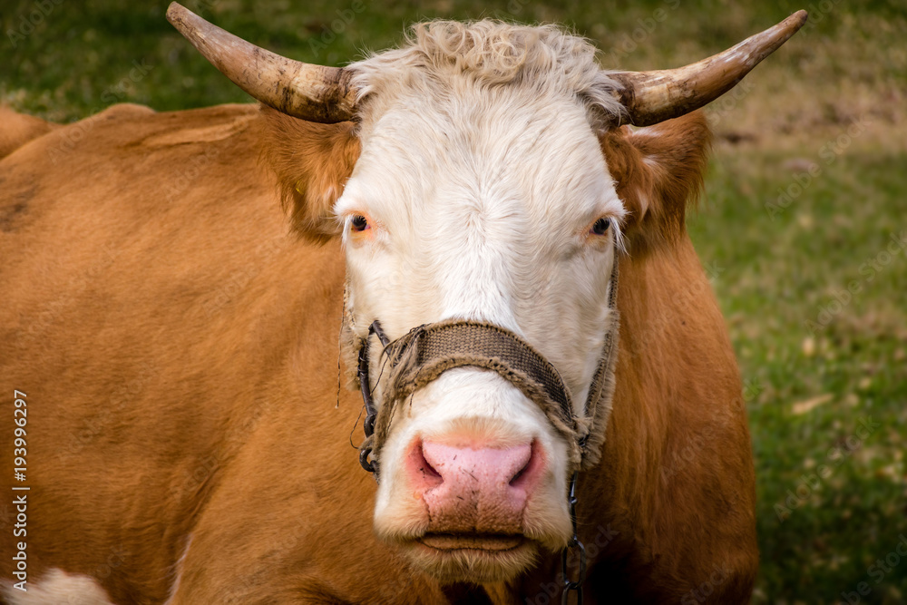 Brown Cow with White Head Brown Cow with White Head