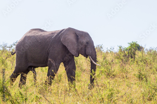 Elephant bull walking on savanna