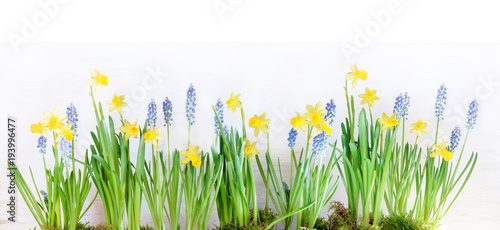 Ostern, Easter, Banner, Panorama, Frühlingsblumen, Narzissen, Osterglocken, Textraum, copy space