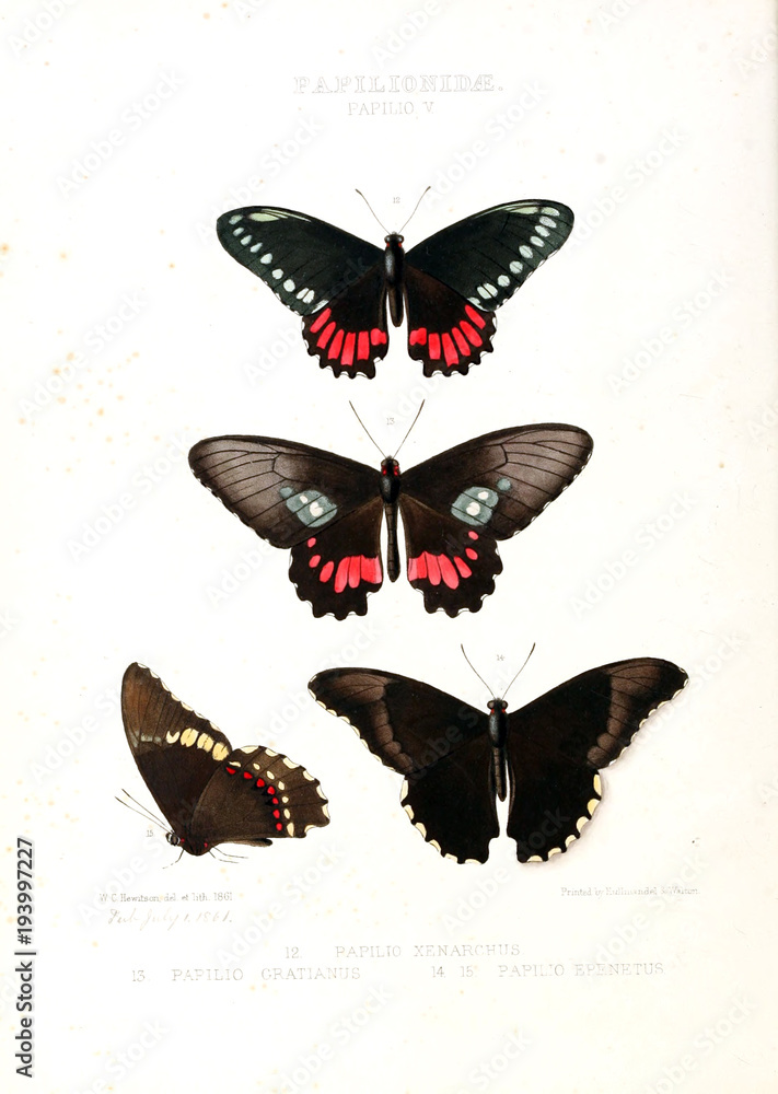 Naklejka premium Illustration Of A Butterfly