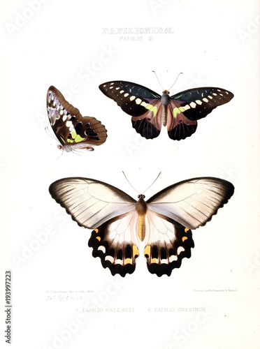 Illustration Of A Butterfly