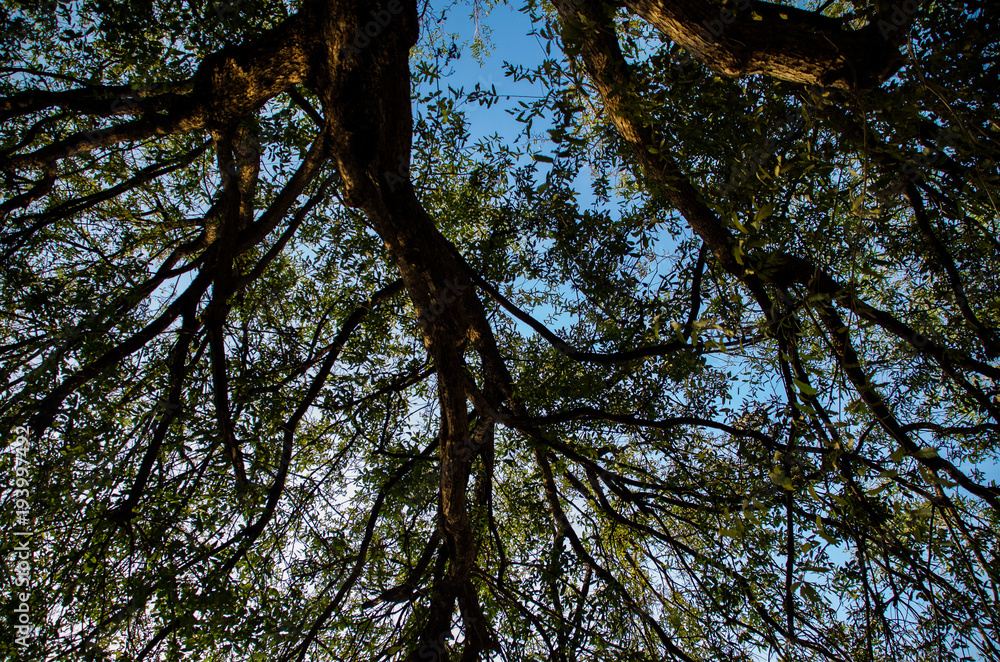 Perspective from the ground. Watch the way the branches flows through out the sky. Contrast the blue sky to the green leafs. Perspective from the ground. Watch the way the branches flows through out the sky. Contrast the blue sky to the green leafs.