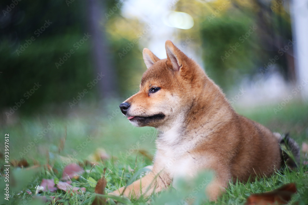 A puppy, a Shiba Inu, in the green garden.