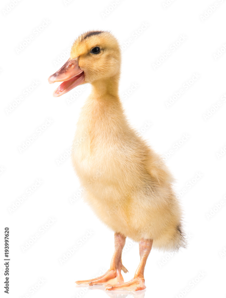 Cute little yellow newborn duckling isolated on white background. Newly hatched duckling on a chicken farm. Cute little yellow newborn duckling isolated on white background. Newly hatched duckling on a chicken farm.