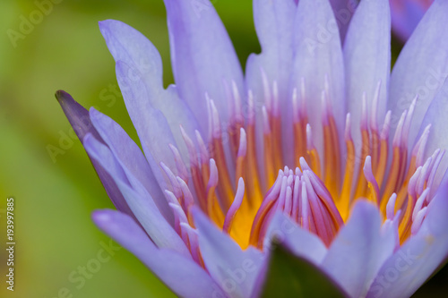 white water lily flower  lotus  and white background. The lotus flower  water lily  is national flower for India. Lotus flower is a important symbol in Asian culture