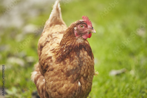 Free Range Chicken in a Field
