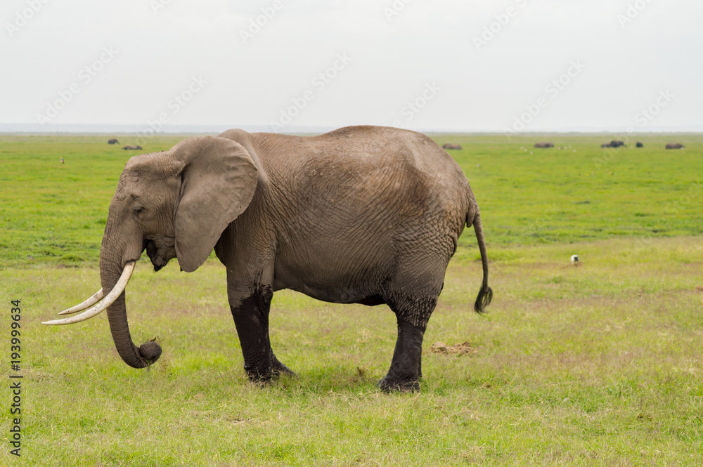 Fototapeta premium Elephant half immersed in the marshes of Amboseli Park in Kenya