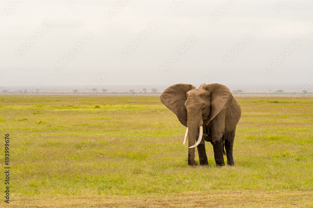 Elephant half immersed in the marshes of Amboseli Park in Kenya
