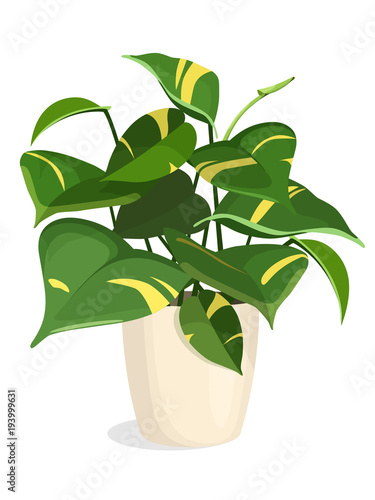 Indoor plant in a pot. Golden Pothos Plant. Vector isolated.