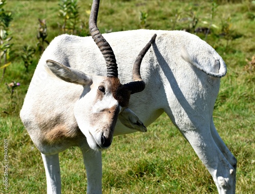 An addax