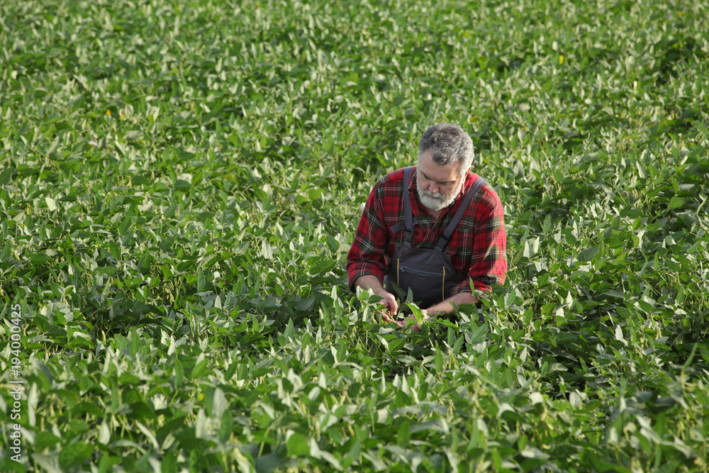 Farmer or agronomist examining green soybean plant in field Farmer or agronomist examining green soybean plant in field