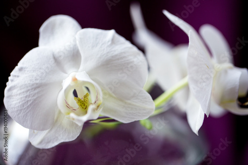 white flower orchid