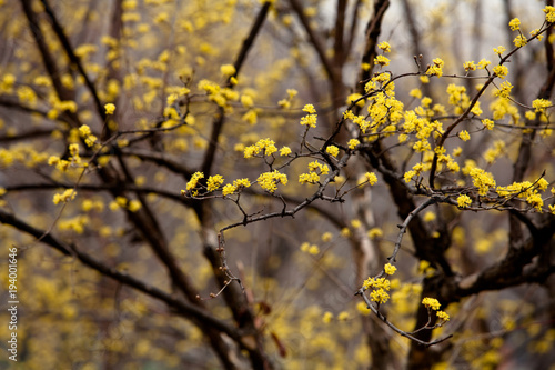 Cornus mas yellow flowers blossom in seoul 