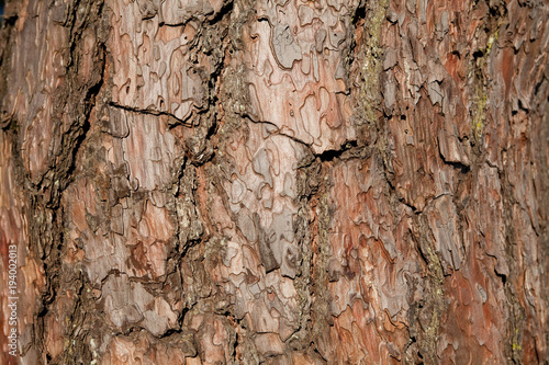Bark of pine tree in Gyeongju, south korea