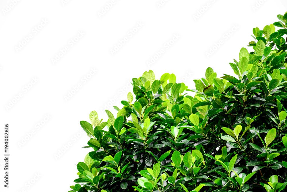 Obraz premium branch and leaves isolated on white background