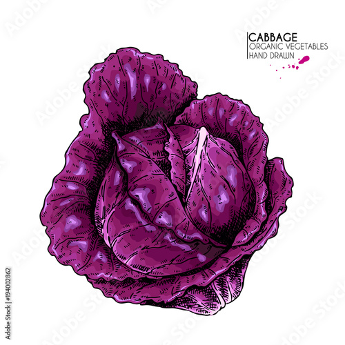 Vector hand drawn set of farm vegetables. Isolated red cabbage. Engraved colored art. Organic sketched vegetarian objects. Use for restaurant, menu, grocery, market, store, party